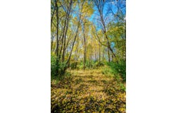 County Road 102, Grey Eagle, MN 56336