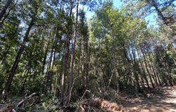 Chisholm Drive, Summit, MS 39666