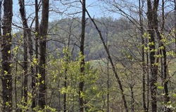 S FT VALLEY RD lot: 1, MADISON, VA 22727