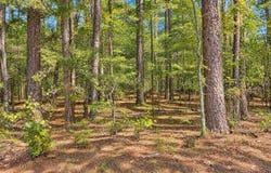 TBD (11) Manfred Road, Norman, AR 71960