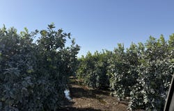 25389 Ave. 120, Porterville, CA 93257