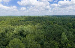 County Road 3154, De Berry, TX 75639