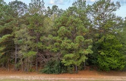 155 S, Big Sandy, TX 75755