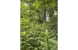 Raders Valley, Williamsburg, WV 24991