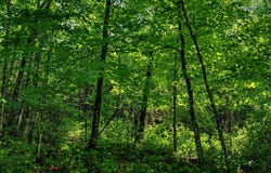 N Lyster Rd, Readstown, WI 54652