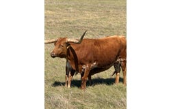 L28 Lipan Apache Run lot: 28, Blanco, TX 78606
