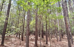 2 Clara Foote Rd, Braxton, MS 39044