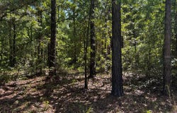 ROCHELLE Lane, CRESTVIEW, FL 32539