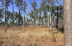 Sr 1119 Off, Chocowinity, NC 27817