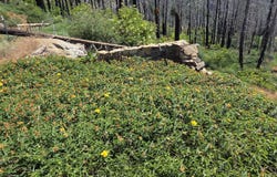 53009 Pine View Drive, Springville, CA 93265
