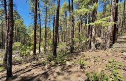 249 Timber Drive, Bayfield, CO 81122