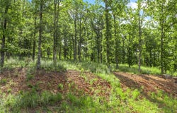Restore Ridge lot: 23, Harrison, AR 72601