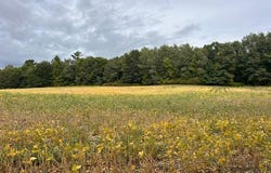 Melody Street, Braham, MN 55006