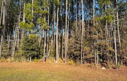 899 Somerset Drive, Yemassee, SC 29945