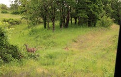 Cow Creek Road, Riddle, OR 97469