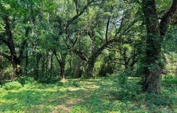 MS HWY 587, Foxworth, MS 39483