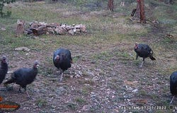 Old Camp Rd, Bellvue, CO 80512