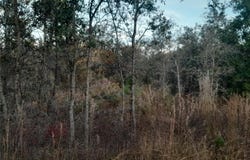 1531 NE 123RD AVENUE, WILLISTON, FL 32696