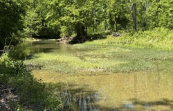 Tract 4 Pea Ridge Rd, Waddy, KY 40076