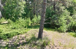 3877 LAKESHORE DR, Rhinelander, WI 54501