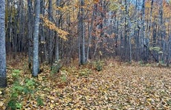 31258 County Road 67, Grand Rapids, MN 55744