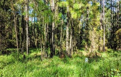 NE US HWY 301, Waldo, FL 32694