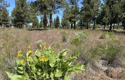 17127 Mountain View Road, Sisters, OR 97759