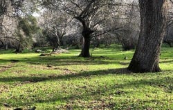 Mountain View Peak Road, O neals, CA 93645