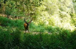Grubbs Road, New Concord, KY 42076