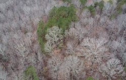 Slick Lizzard Rd, Nauvoo, AL 35578