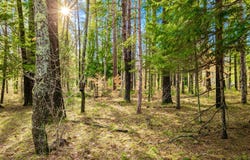 3194 N Warfield Road, Harrietta, MI 49638