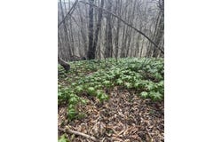Morris Cemetery Road, Hyden, KY 41749