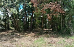NE 48TH Street, WILLISTON, FL 32696