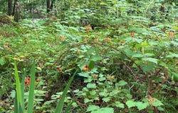 TR D-15 DEER PATH Road, AUGUSTA, WV 26704