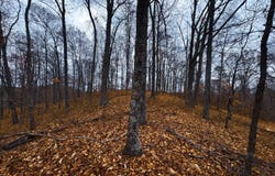 Bear Run, Smithville, WV 26178