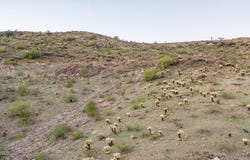 1726 E DESERT WILLOW Drive, Phoenix, AZ 85048