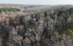 Fallen Tree, Marshall, AR 72650