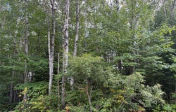 On Schwilk Road, Glidden, WI 54527