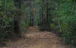 Stiewert Lane, Paige, TX 78659