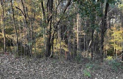 Weeping Cherry Lane, Columbia, SC 29212