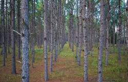 Bell Crossing Road, Opp, AL 36467