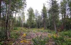 HWY 45, ANIWA, WI 54414