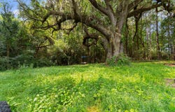 6518 N Fraser St., Georgetown, SC 29440