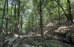 Lodge Trl, Vesuvius, VA 24483