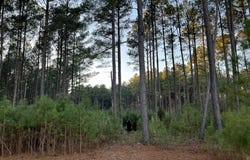 657 Old Field Road, Leesville, SC 29070