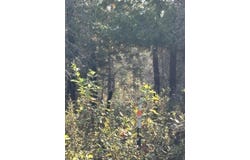 585 N CZECH LN, HESSEL, MI 49745