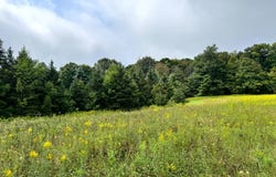 1.4 Brigham Rd, Richford, NY 13835