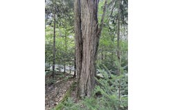 Cross Road, Windham, VT 05359