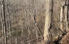 528 Early Dietz, Sylva, NC 28779