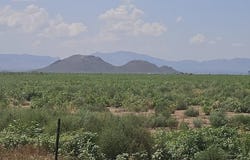 20 Acres S ROBISON Road, Willcox, AZ 85643